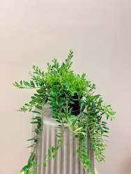 Aeschynanthus Parvofolia