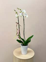Potted Plants: Potted Orchid