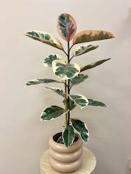Ficus Ruby in Pot