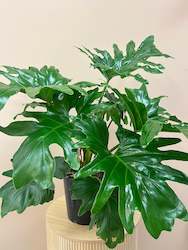 Potted Plants: Selloum Philodendron