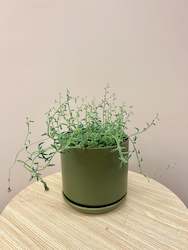 Potted Plants: String of Dolphins in Pot