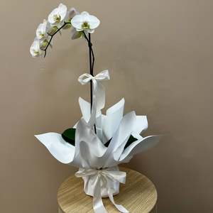 Black Friday: White Phalaenopsis Orchid