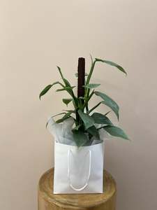 Potted Plants: Philodendron Silver Arrow Plant in Gift Bag