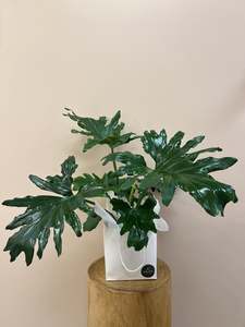 Potted Plants: Philodendron Selloum Plant in Gift Bag