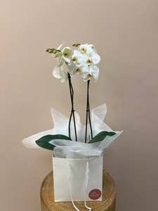 Potted Plants: White Orchid in Gift Bag