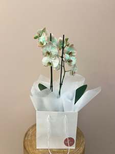 Potted Plants: Tropicana Orchid In Gift Bag
