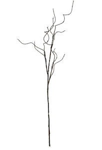 Curly Willow Branch Brown
