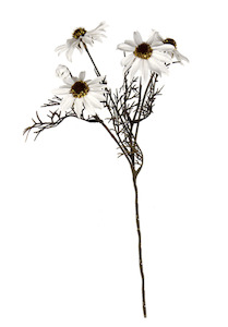 Homeware Faux Plants: Echinacea Spray White