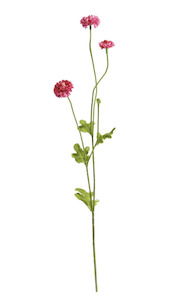 Pompom Spray x4 - Beauty