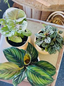 Products: Petite Plants in Ceramic Pots Moss & Co