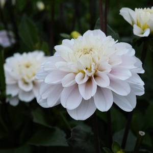 Dahlia: Cayen
