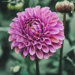 Dahlia: Isabel