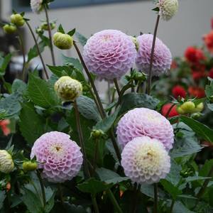 Dahlia: Maaike