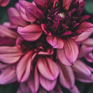 Dahlia: Molly Raven