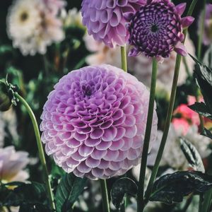 Dahlia: Megan Dean