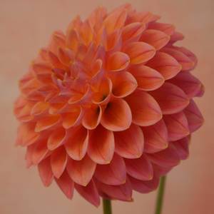 Dahlia: Nathalie G