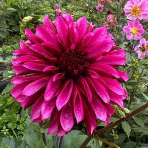 Dahlia: Tanita