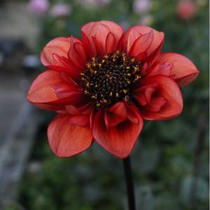 Dahlia: Sarah Raven