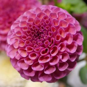 Dahlia: Kokopuff