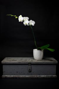 Products: Phalaenopsis Orchid plant