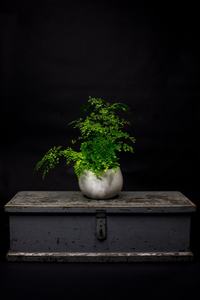 Products: House Plant