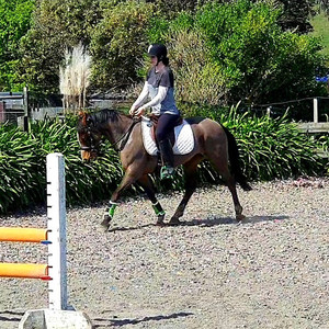 Liberty Rose Nitro Equine