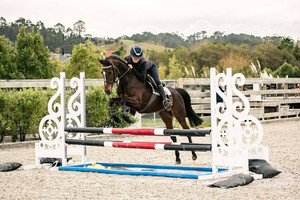 Glenvar Sweet Harmony Nitro Equine