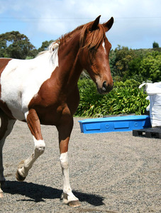 Products: Nitro Agent Orange Nitro Equine