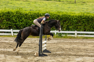Ballytruckle Sherlock Nitro Equine