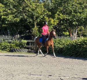 Products: Arena Hire Nitro Equine