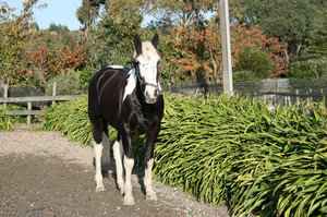 Products: Freaky Nitro Equine