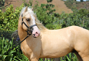 Troon Typhoon Nitro Equine