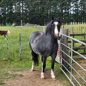 Products: Nitro BonBon Nitro Equine