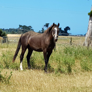 Products: Nitro Tuparoa Nitro Equine