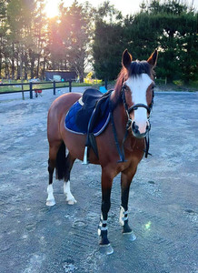 Shere Jazz Nitro Equine