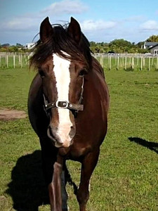 Products: Secret Fantasy Nitro Equine