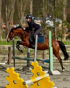 Products: Shere Demi Nitro Equine
