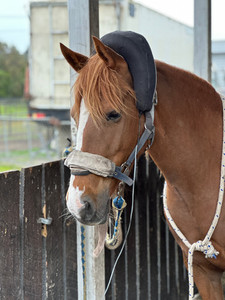 Brahan Mystique Nitro Equine