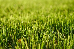 Products: Pick Up – Ultimate Lawn Pack 4x1kg Lawn Fertiliser