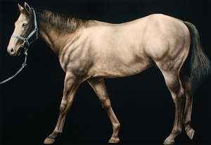 Neal Palmer: DARK HORSE