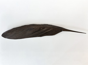 TUI KAHU COPPER FEATHER (77 CM)