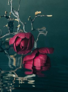 MAGNOLIAS 02