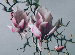 Catherine Cattanach: MAGNOLIAS 07