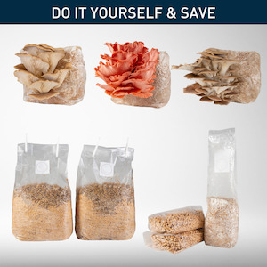 Home & Garden: DIY - Oyster Mushrooms