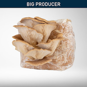 Raglan Oyster - Grow Kit