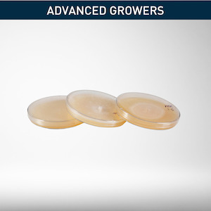 Home & Garden: Mushroom Cultures