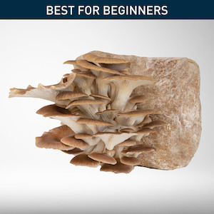 Home & Garden: Phoenix Oyster - Grow Kit