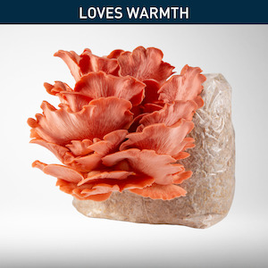 Home & Garden: Pink Oyster - Grow Kit