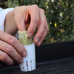 Accessories: Grow Pots