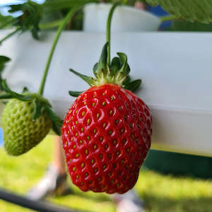 Accessories: Hydroponic Strawberry Nutrient Mix - Parts A + B